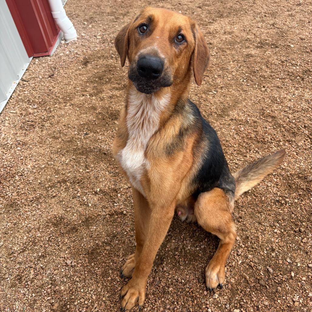 Enlarge Cooper, a Adoptable mixed breed in Kerrville, TX image 3/6