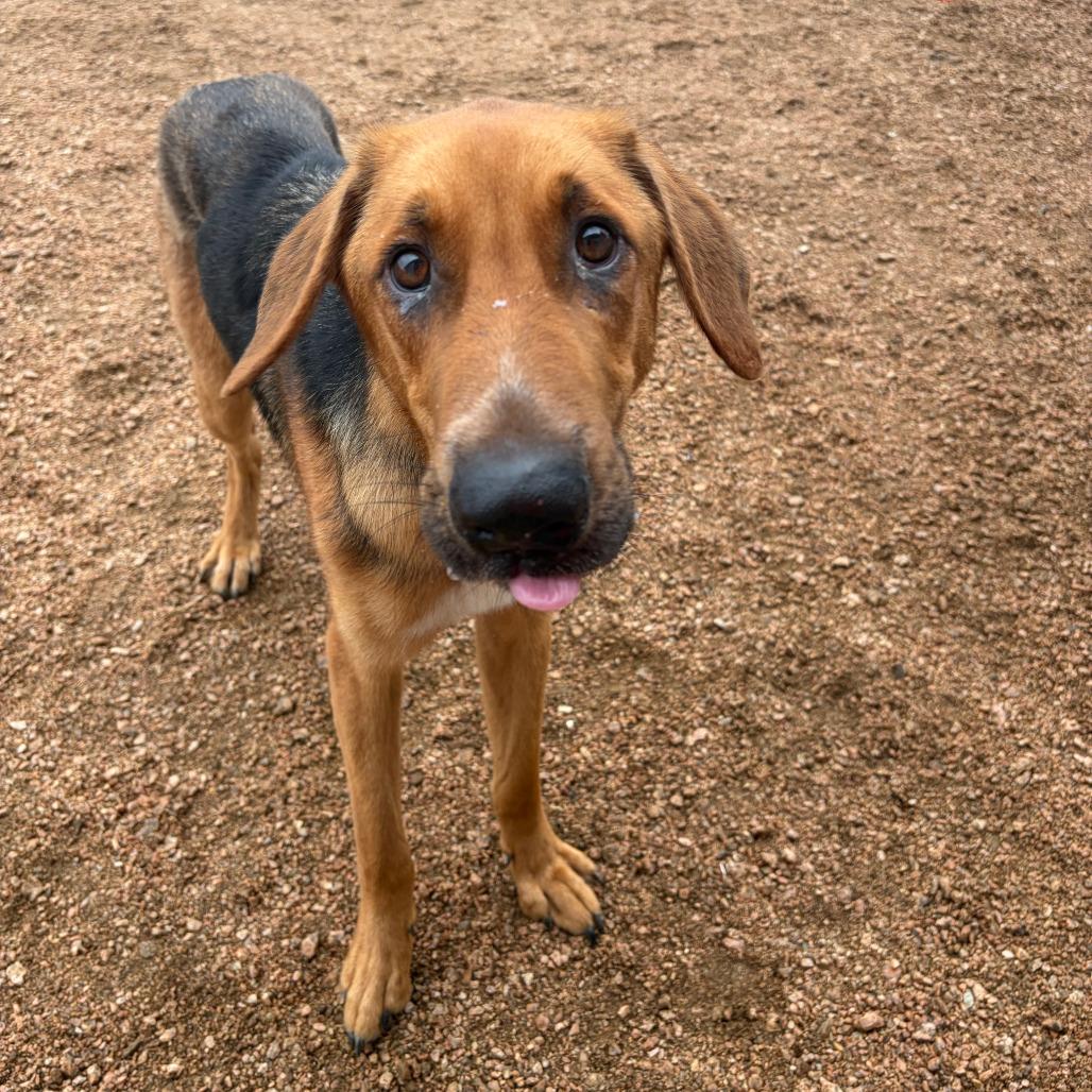 Enlarge Cooper, a Adoptable mixed breed in Kerrville, TX image 4/6