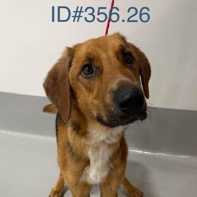 Enlarge Cooper, a Adoptable mixed breed in Kerrville, TX image 5/6