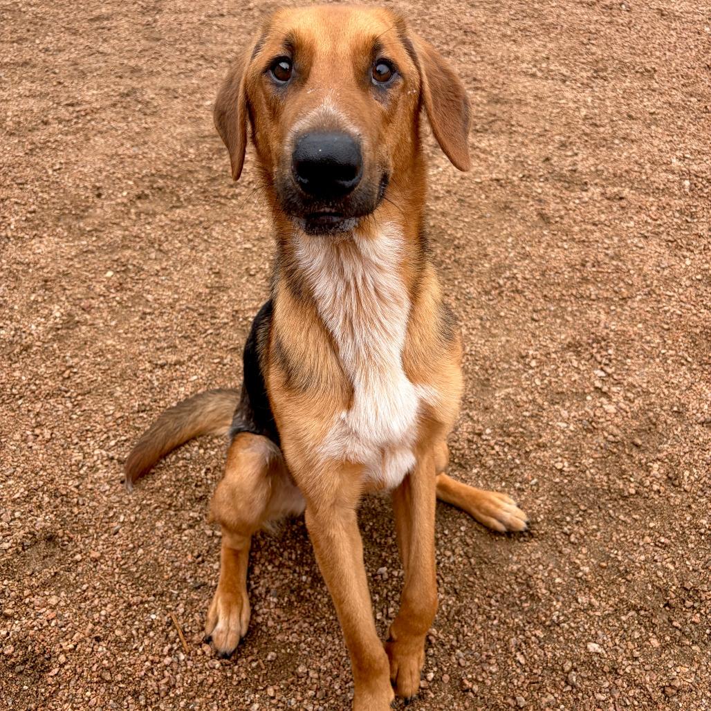Enlarge Cooper, a Adoptable mixed breed in Kerrville, TX image 1/6