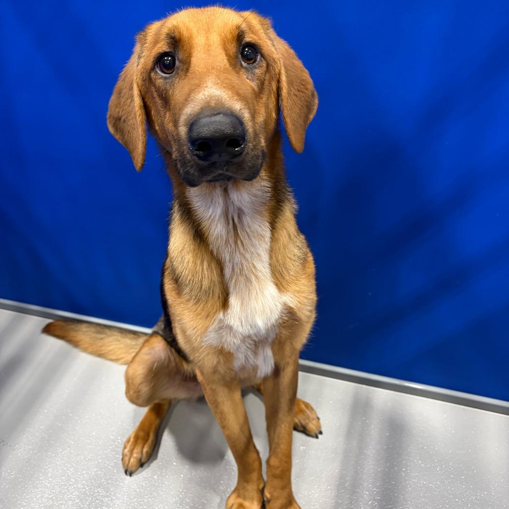 Enlarge Cooper, a Adoptable mixed breed in Kerrville, TX image 6/6