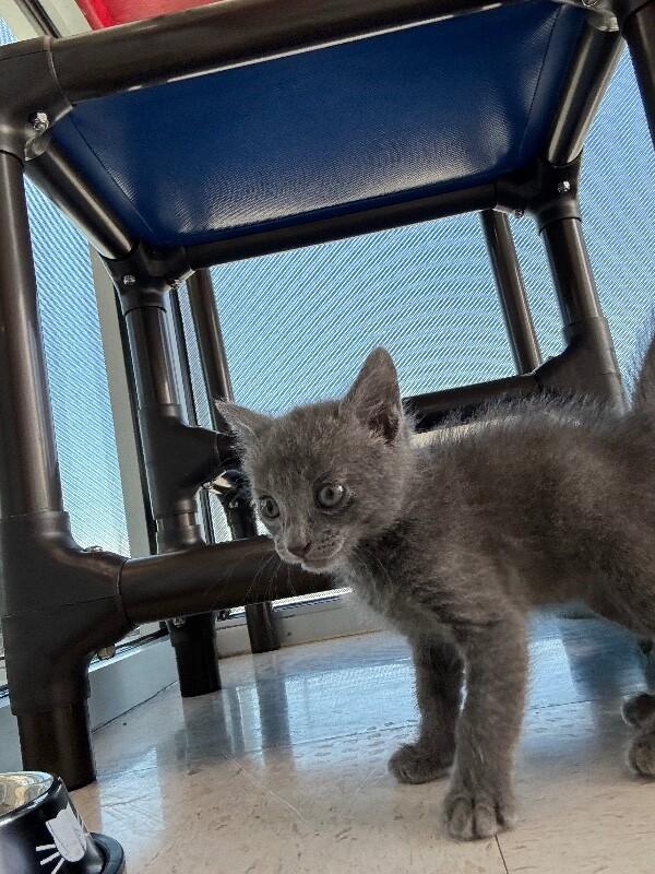 Enlarge Tarzan, a Adoptable Domestic Short Hair in Hobbs, NM image 1/5