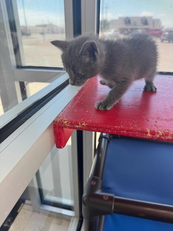 Enlarge Tarzan, a Adoptable Domestic Short Hair in Hobbs, NM image 2/5