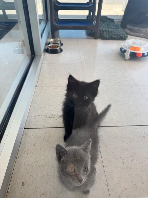 Enlarge Tarzan, a Adoptable Domestic Short Hair in Hobbs, NM image 3/5