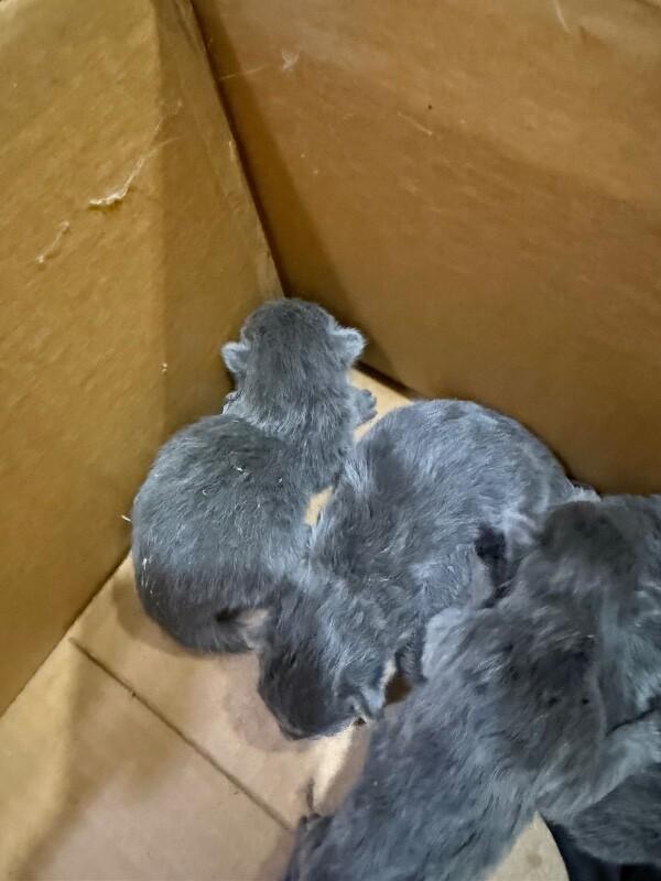 Enlarge Tarzan, a Adoptable Domestic Short Hair in Hobbs, NM image 4/5