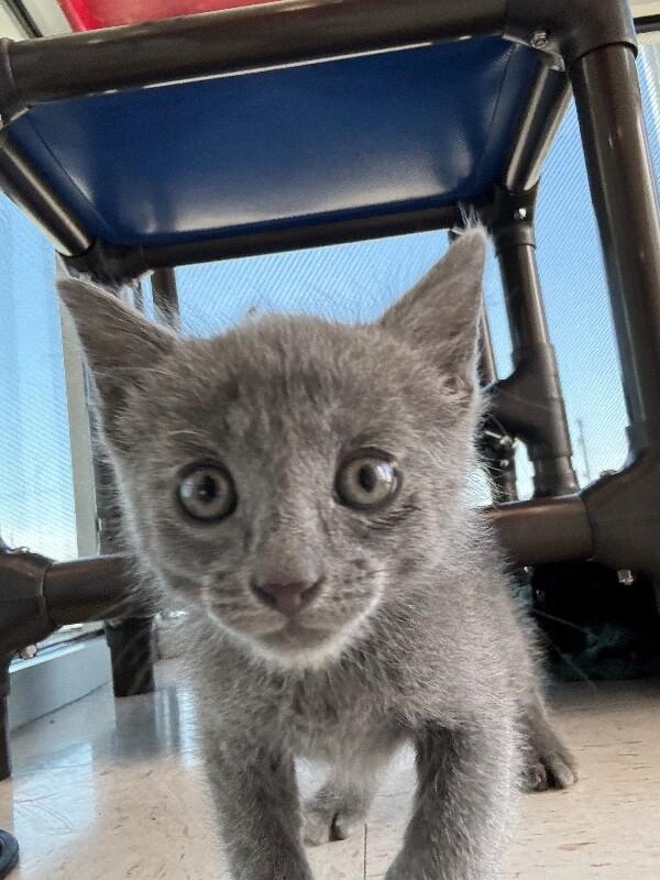 Enlarge Tarzan, a Adoptable Domestic Short Hair in Hobbs, NM image 5/5