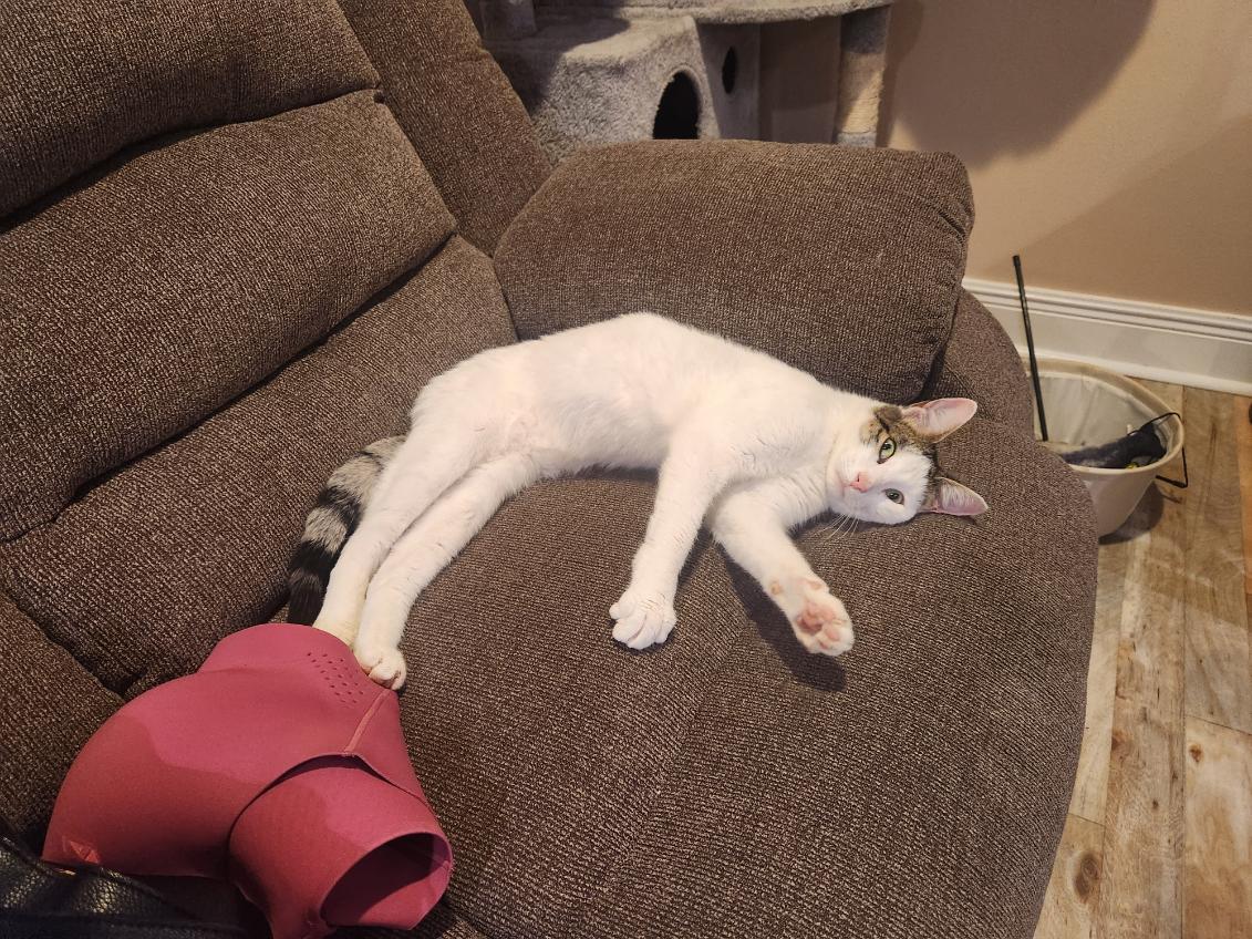 Rocky, Adopted, Young Male Domestic Short Hair & Tabby.