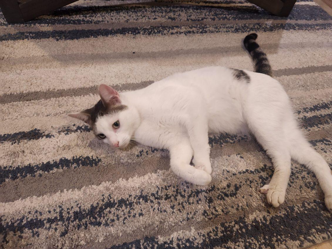 Enlarge Rocky, a Adopted mixed breed in Mobile, AL image 2/2