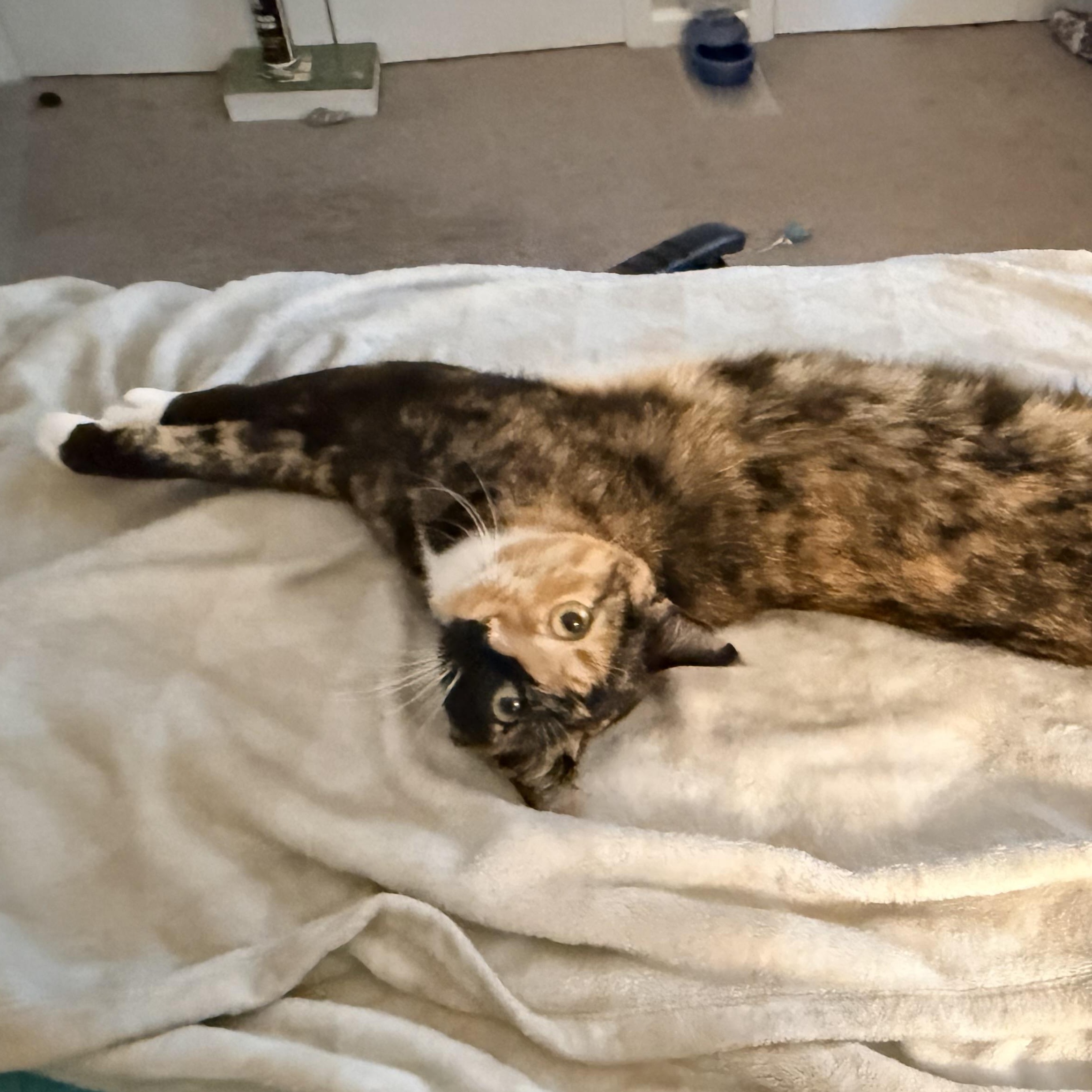 Pumpkin Patch - Athens, GA, adoptable, Young Female Domestic Short Hair & Calico.