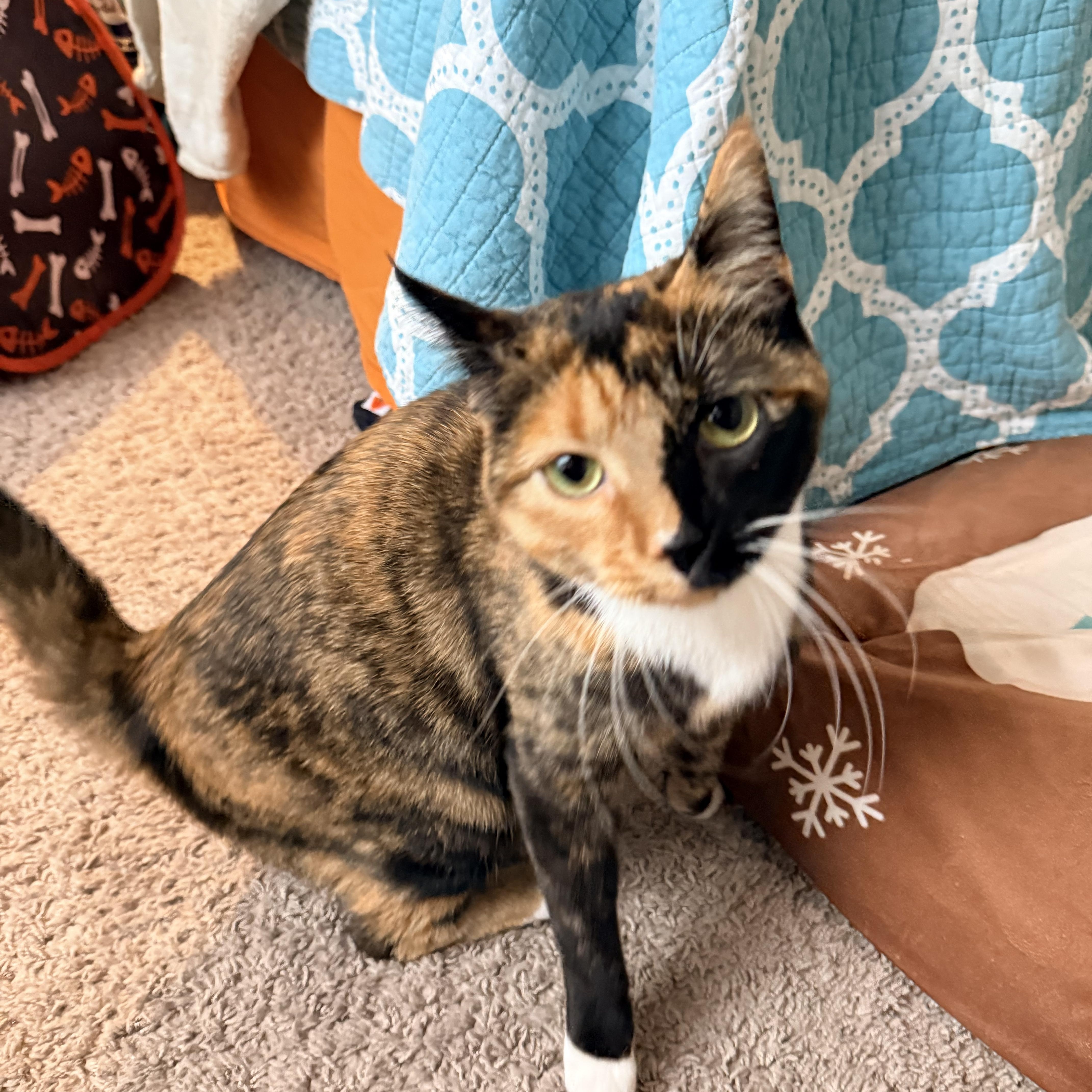 Pumpkin Patch - Athens, GA, an adoptable mixed breed in Athens, GA image 2/6