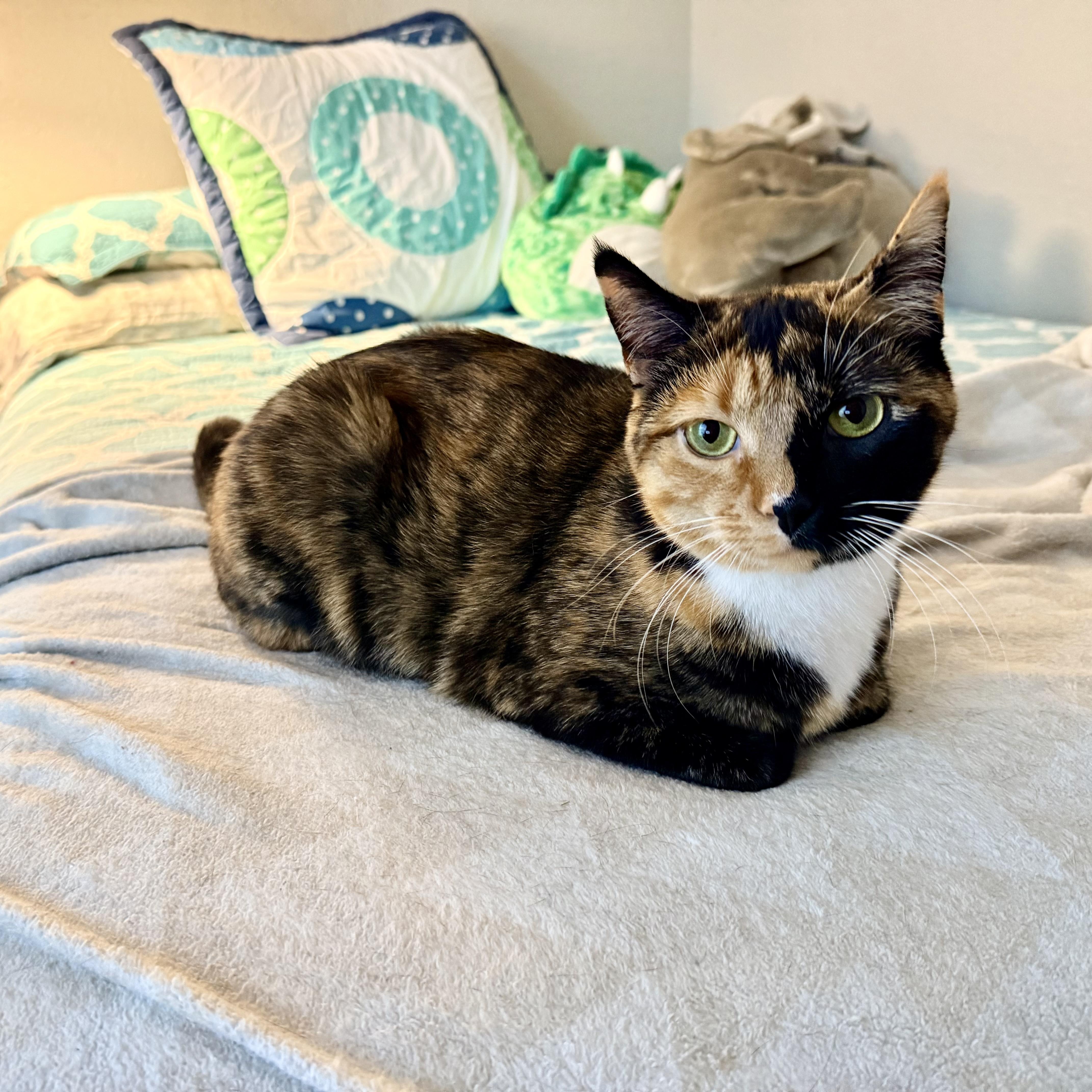 Pumpkin Patch - Athens, GA, adoptable, Young Female Domestic Short Hair & Calico.