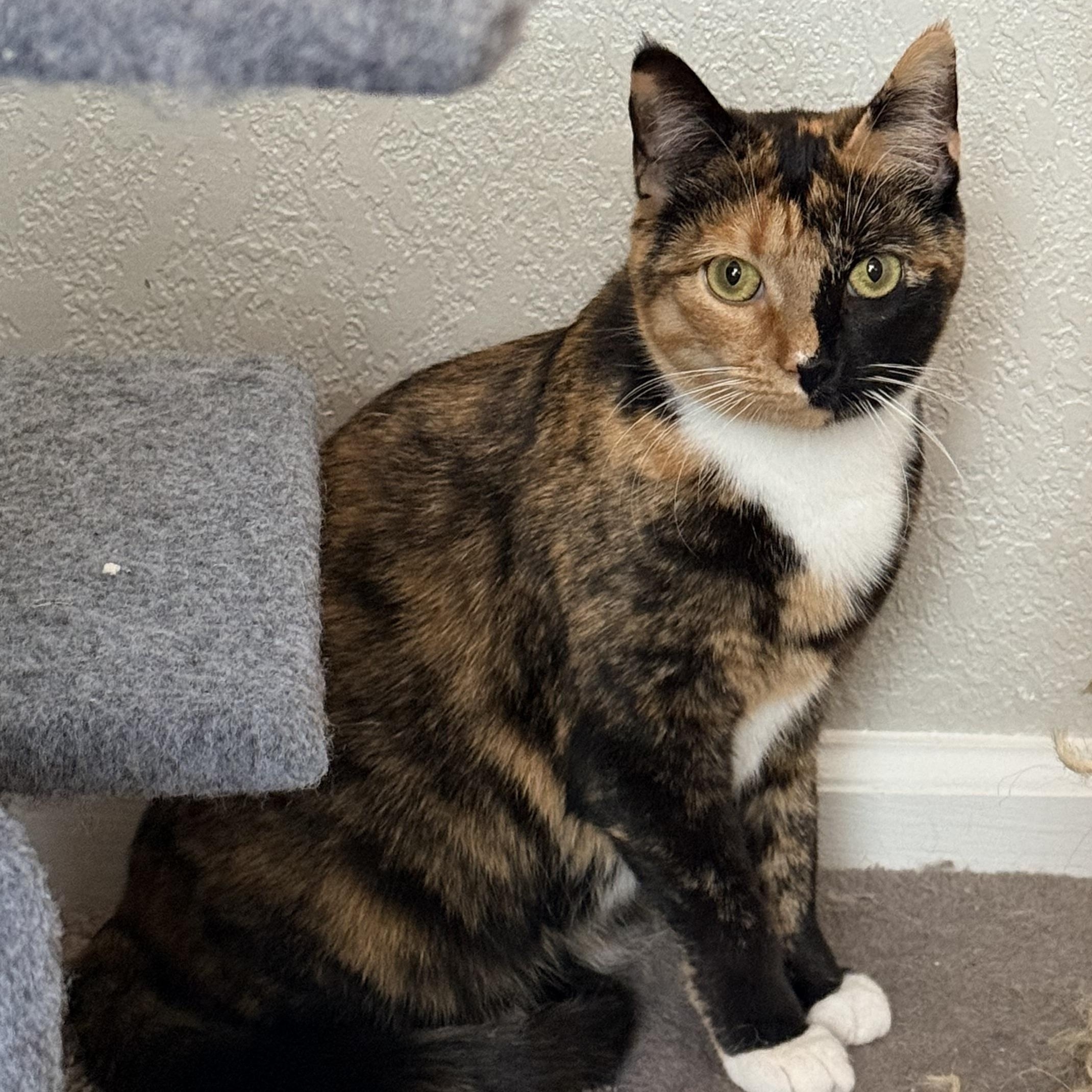 Enlarge Pumpkin Patch - Athens, GA, an adoptable mixed breed in Athens, GA image 6/6
