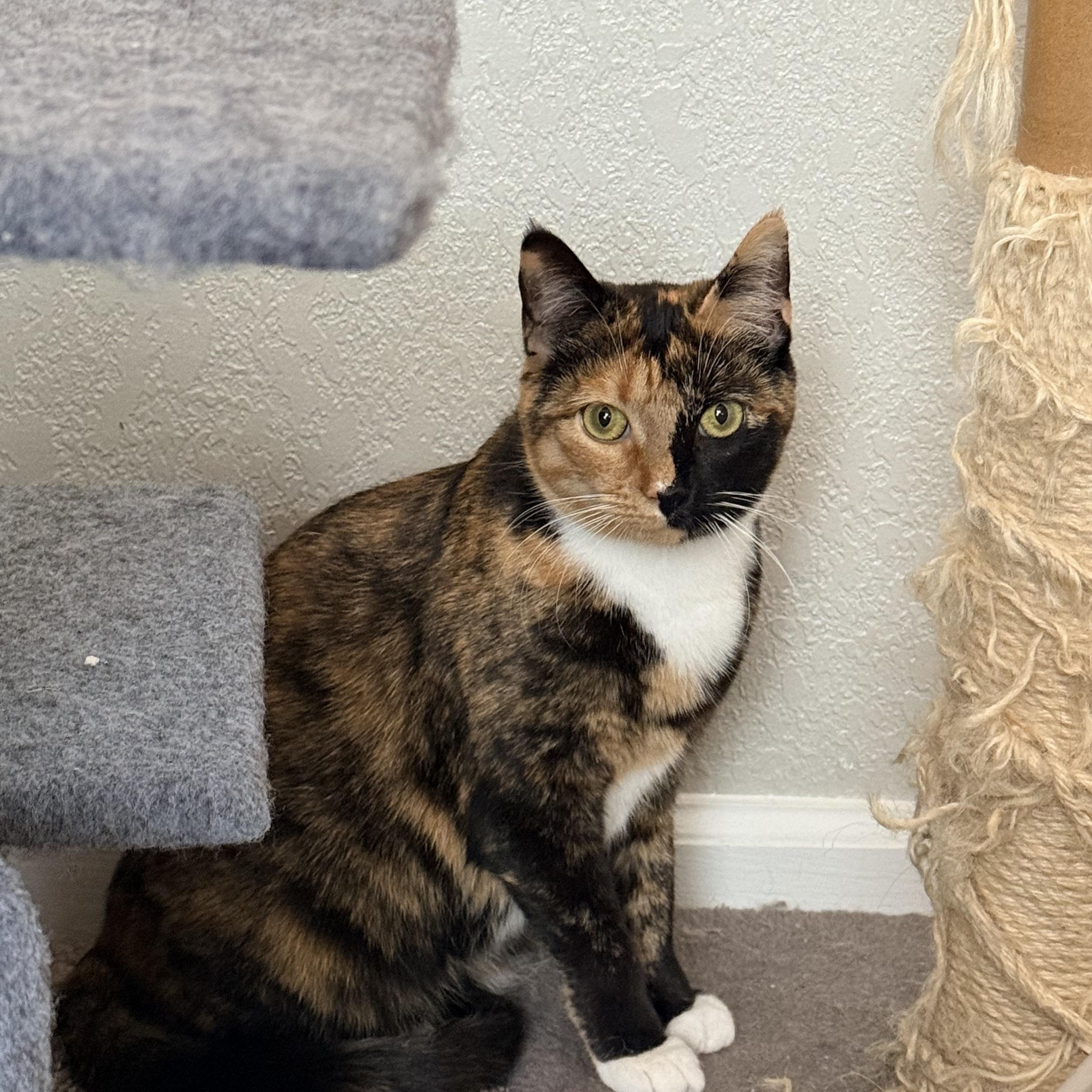 Pumpkin Patch - Athens, GA, adoptable, Adult Female Domestic Short Hair & Calico.