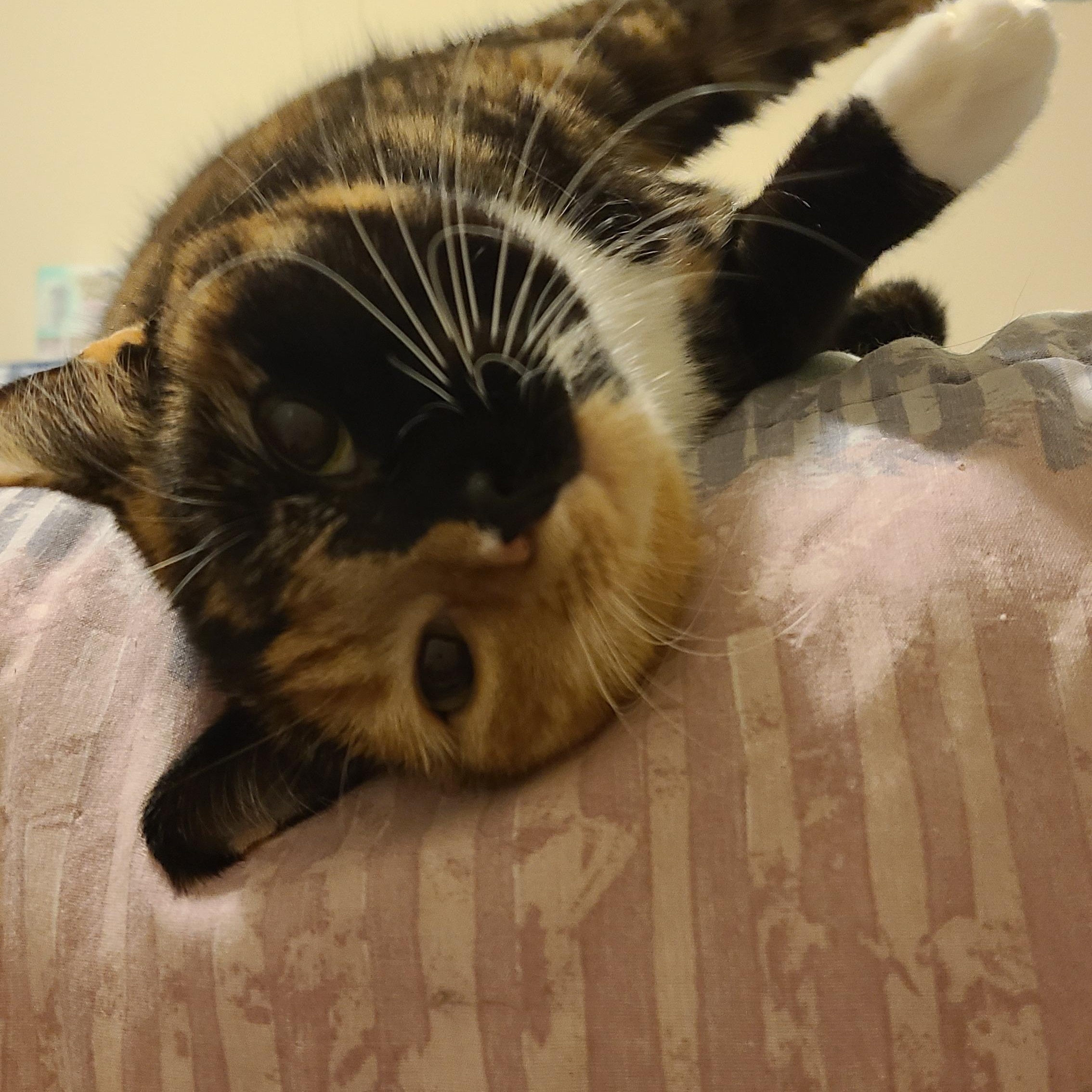 Pumpkin Patch - Winterville, GA, adoptable, Adult Female Domestic Short Hair & Calico.