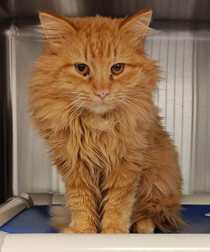 OJ-In Foster, Adoptable, Adult Male Domestic Long Hair.