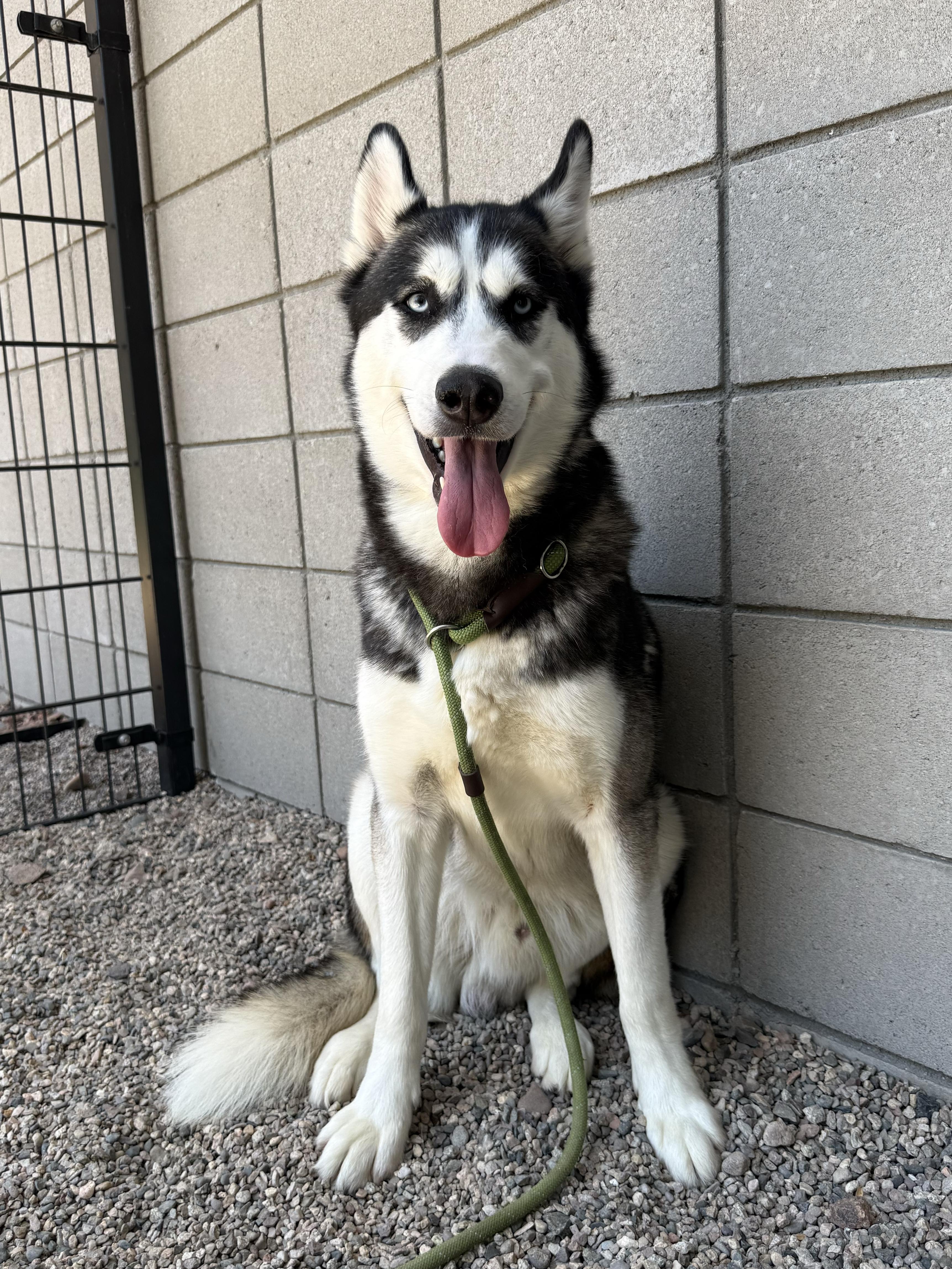Enlarge December, a ADOPTABLE mixed breed in Scottsdale, AZ image 6/6