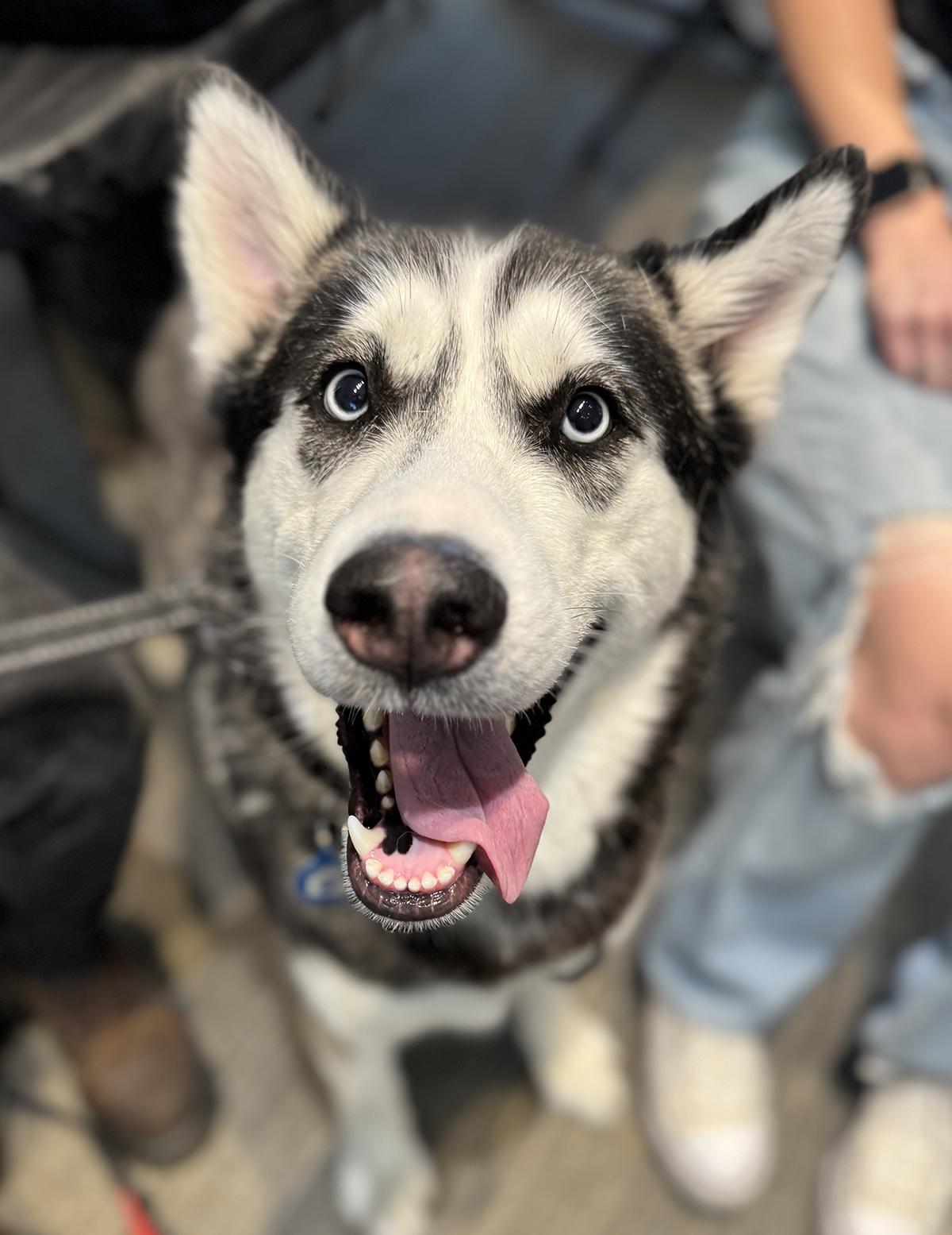December, ADOPTABLE, Adult Male Siberian Husky & Husky.
