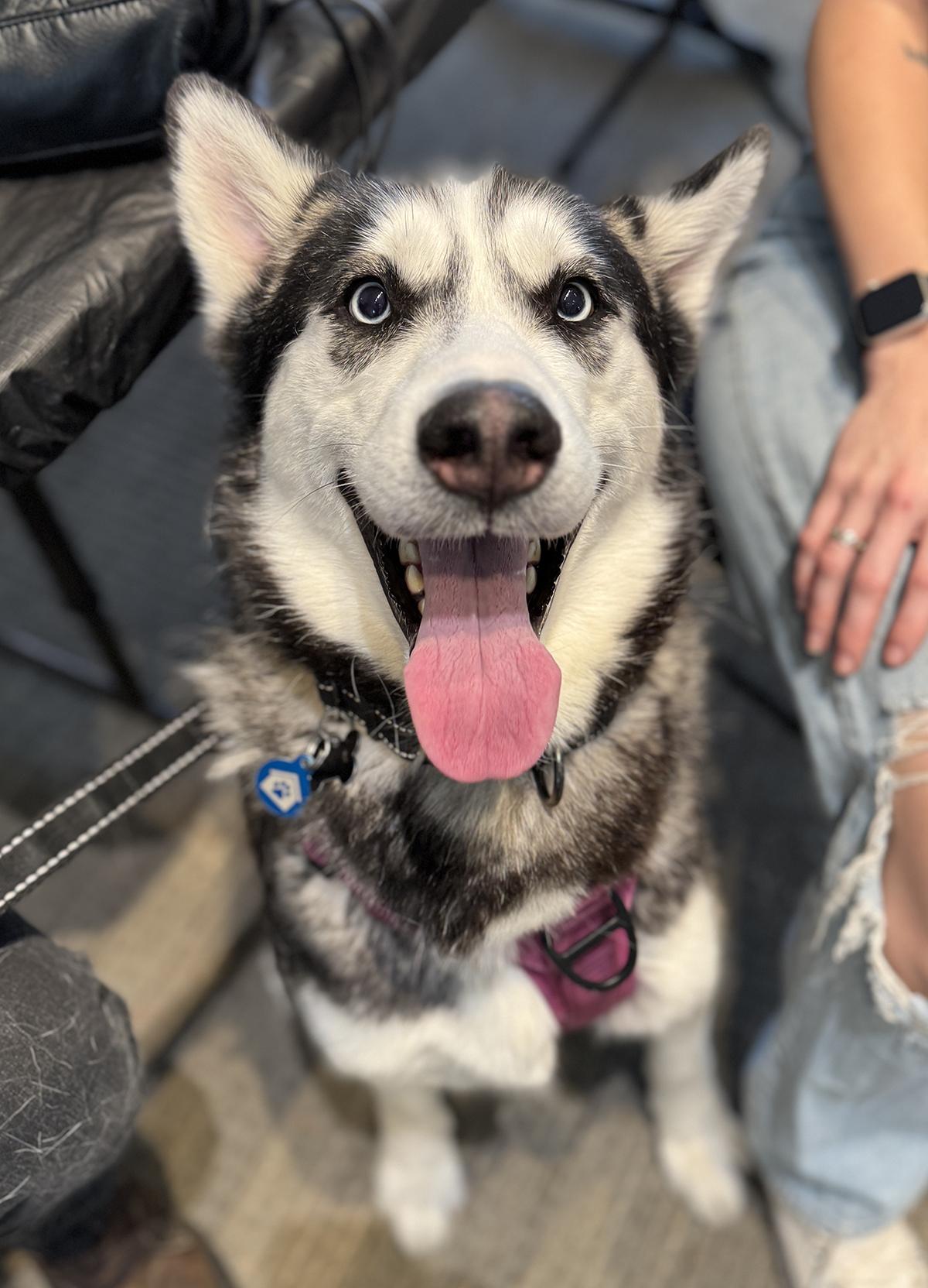 Enlarge December, a ADOPTABLE mixed breed in Scottsdale, AZ image 2/6