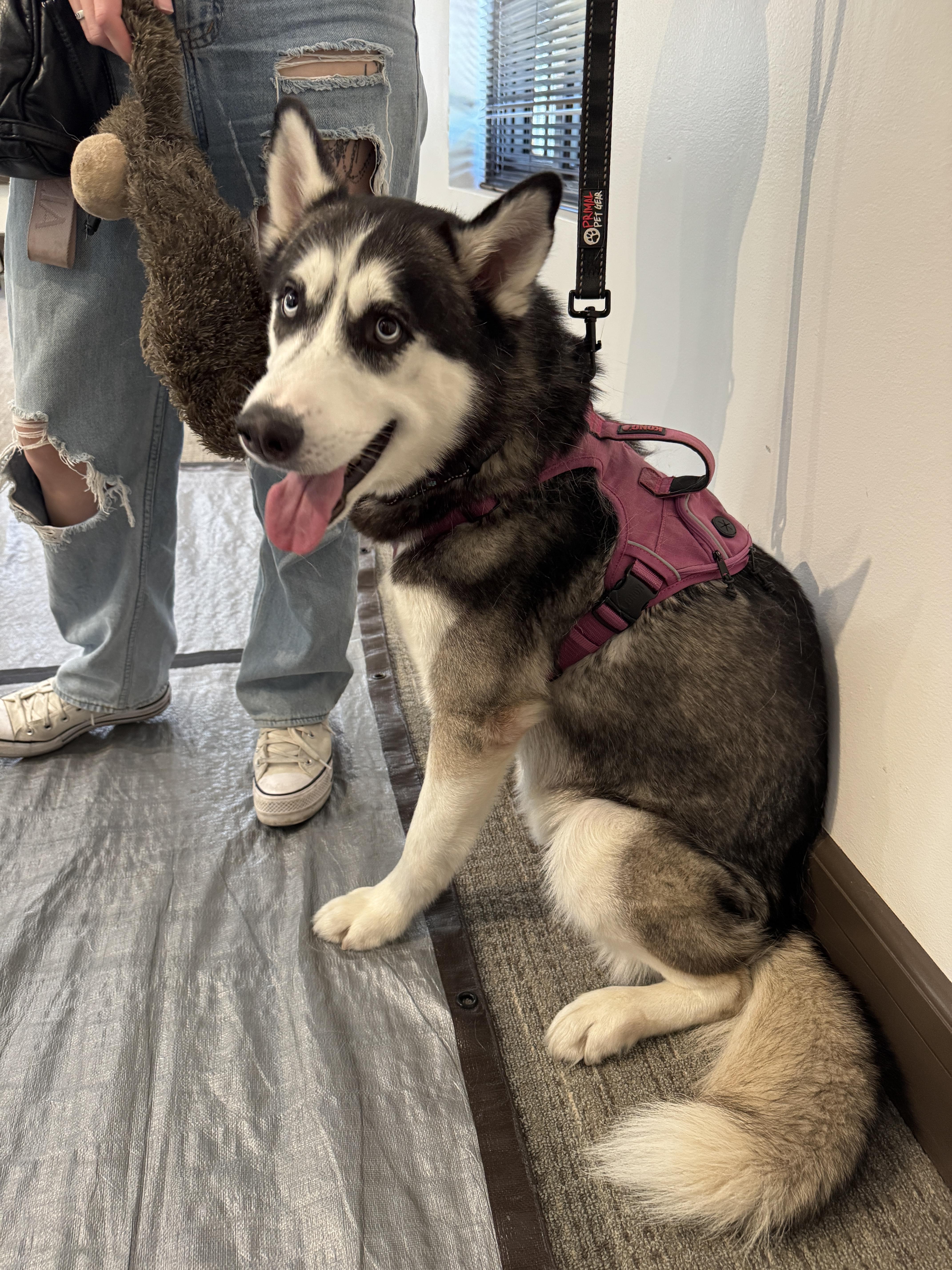 Enlarge December, a ADOPTABLE mixed breed in Scottsdale, AZ image 4/6