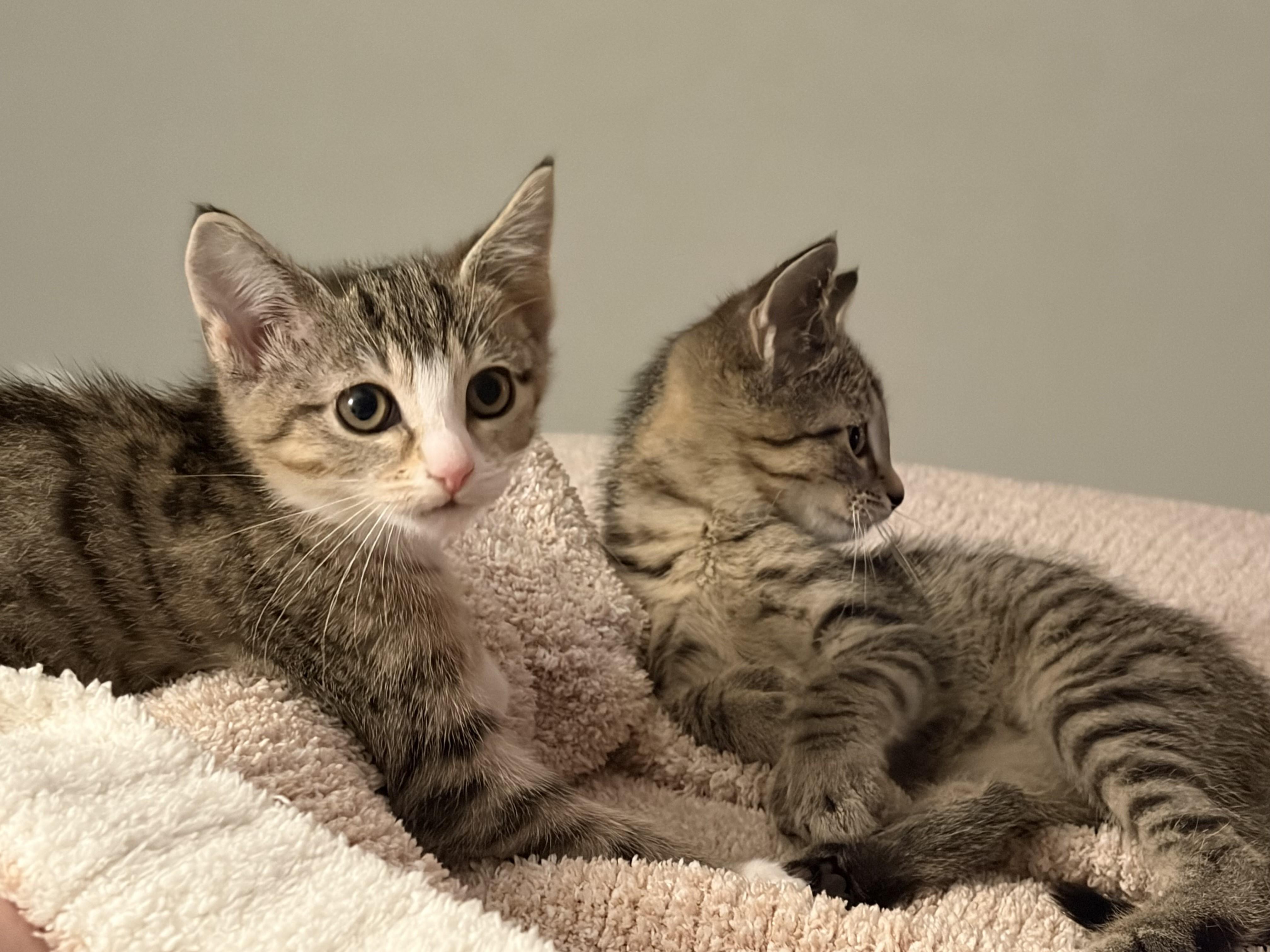 Enlarge Sparkler & Rocket-Extra Toes. Extra Cuddles. Extra Love, a Adoptable Tabby in Laurel, MD image 4/6
