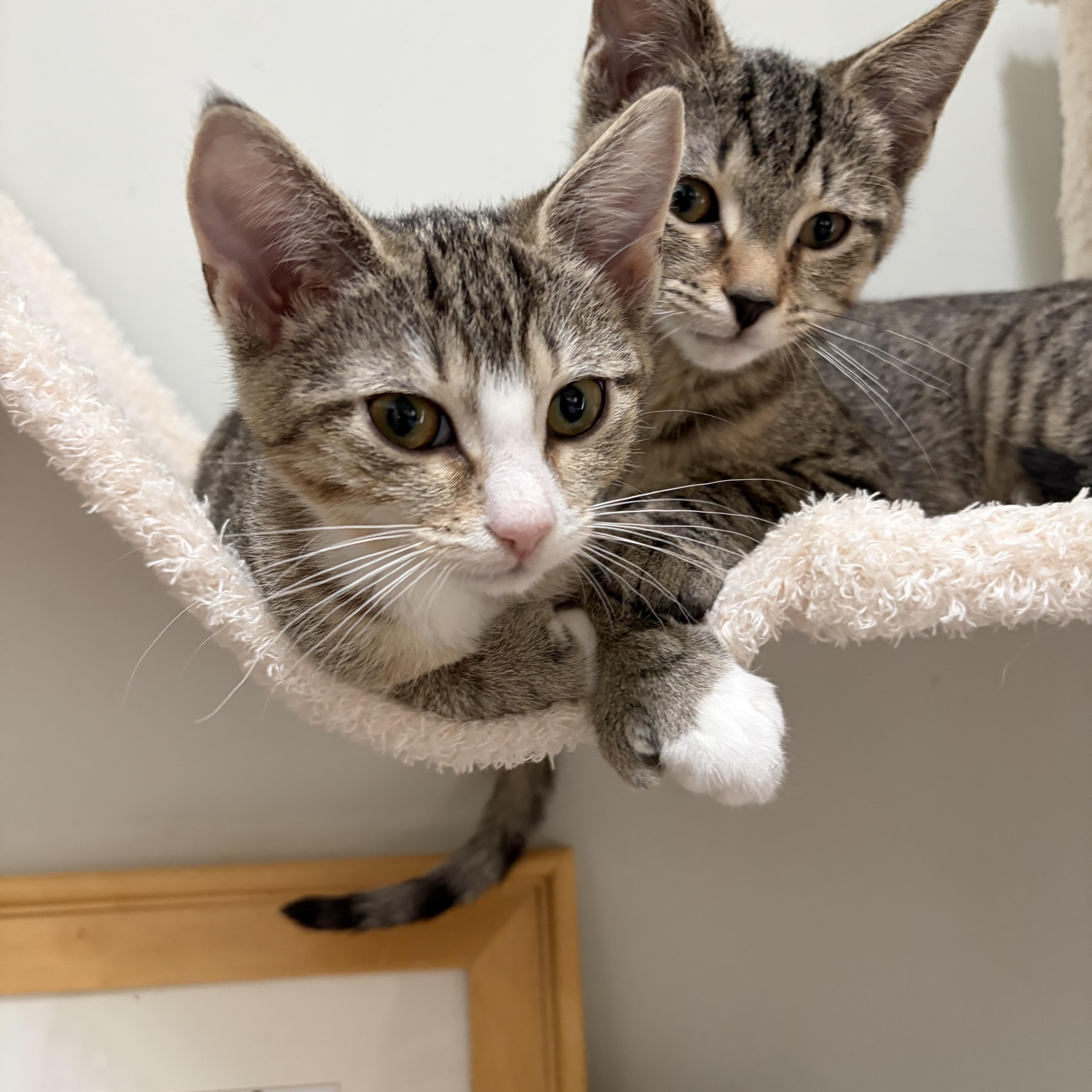 Enlarge Sparkler & Rocket-Polydactyl-Extra Toes. Extra Cuddles.Extra Love, a Adoptable Extra-Toes Cat / Hemingway Polydactyl in Laurel, MD image 4/6