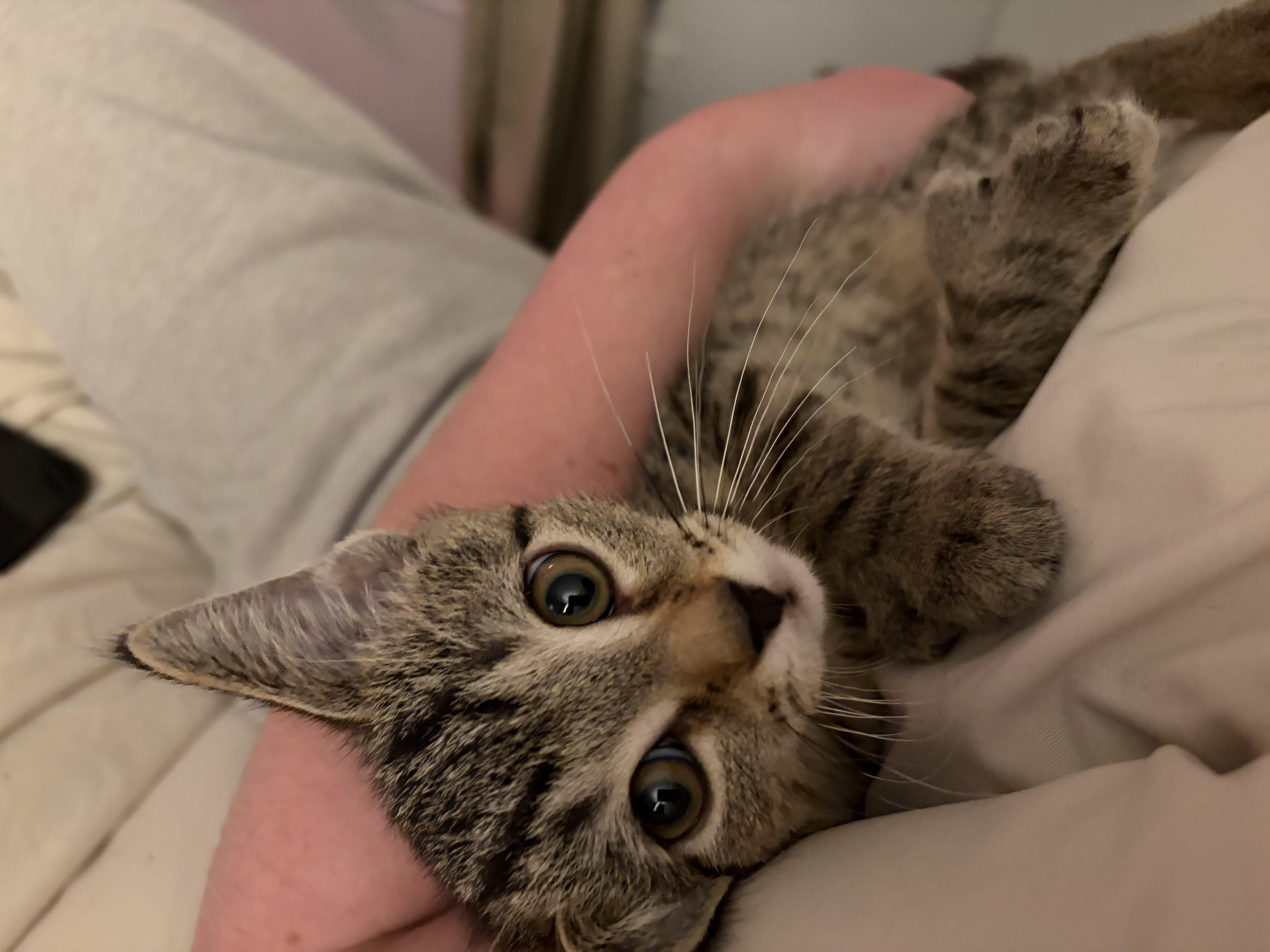 Enlarge Sparkler & Rocket-Extra Toes. Extra Cuddles. Extra Love, a Adoptable Tabby in Laurel, MD image 3/6