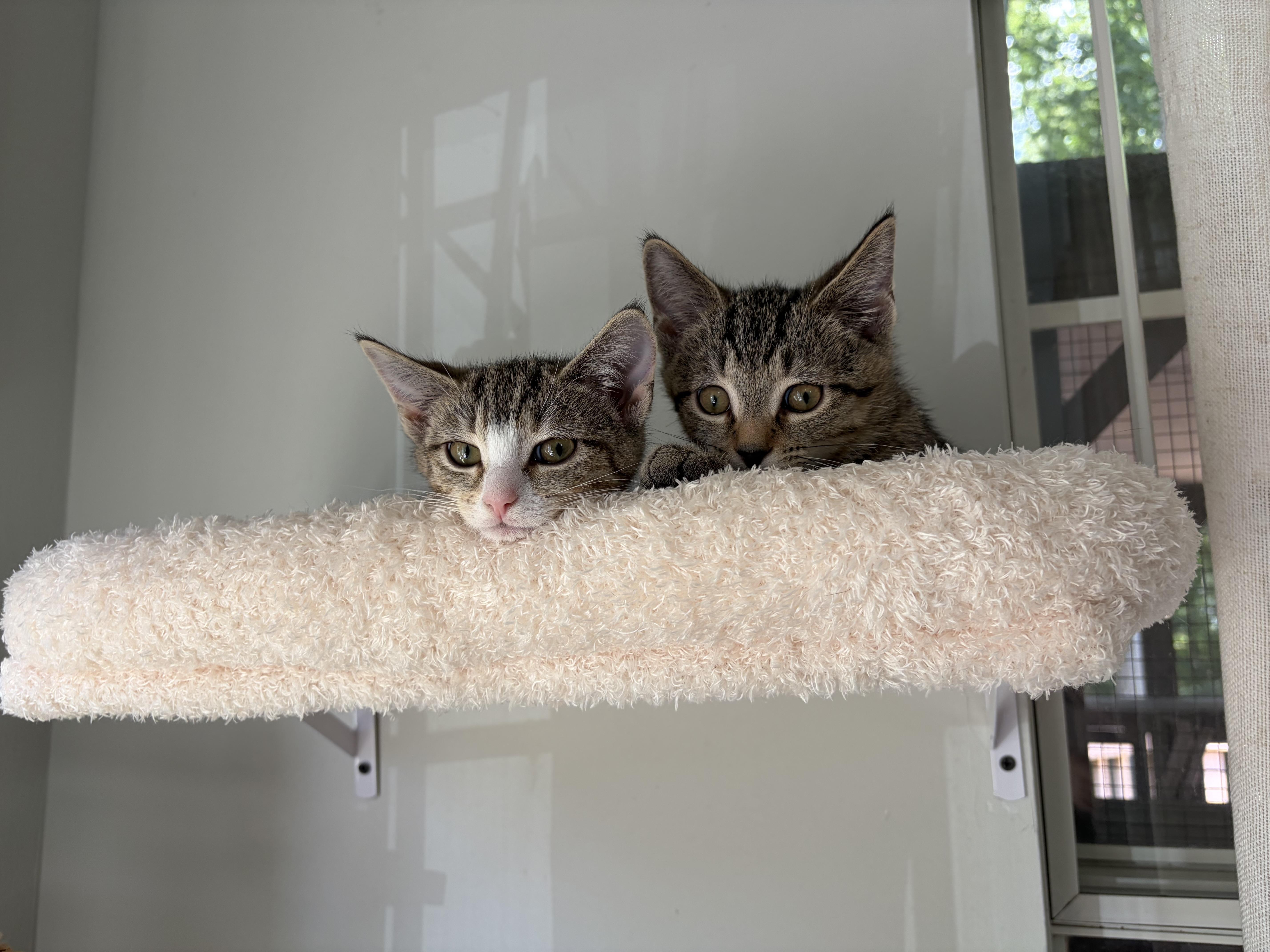 Enlarge Sparkler & Rocket-Polydactyl-Extra Toes. Extra Cuddles.Extra Love, a Adoptable Extra-Toes Cat / Hemingway Polydactyl in Laurel, MD image 5/6