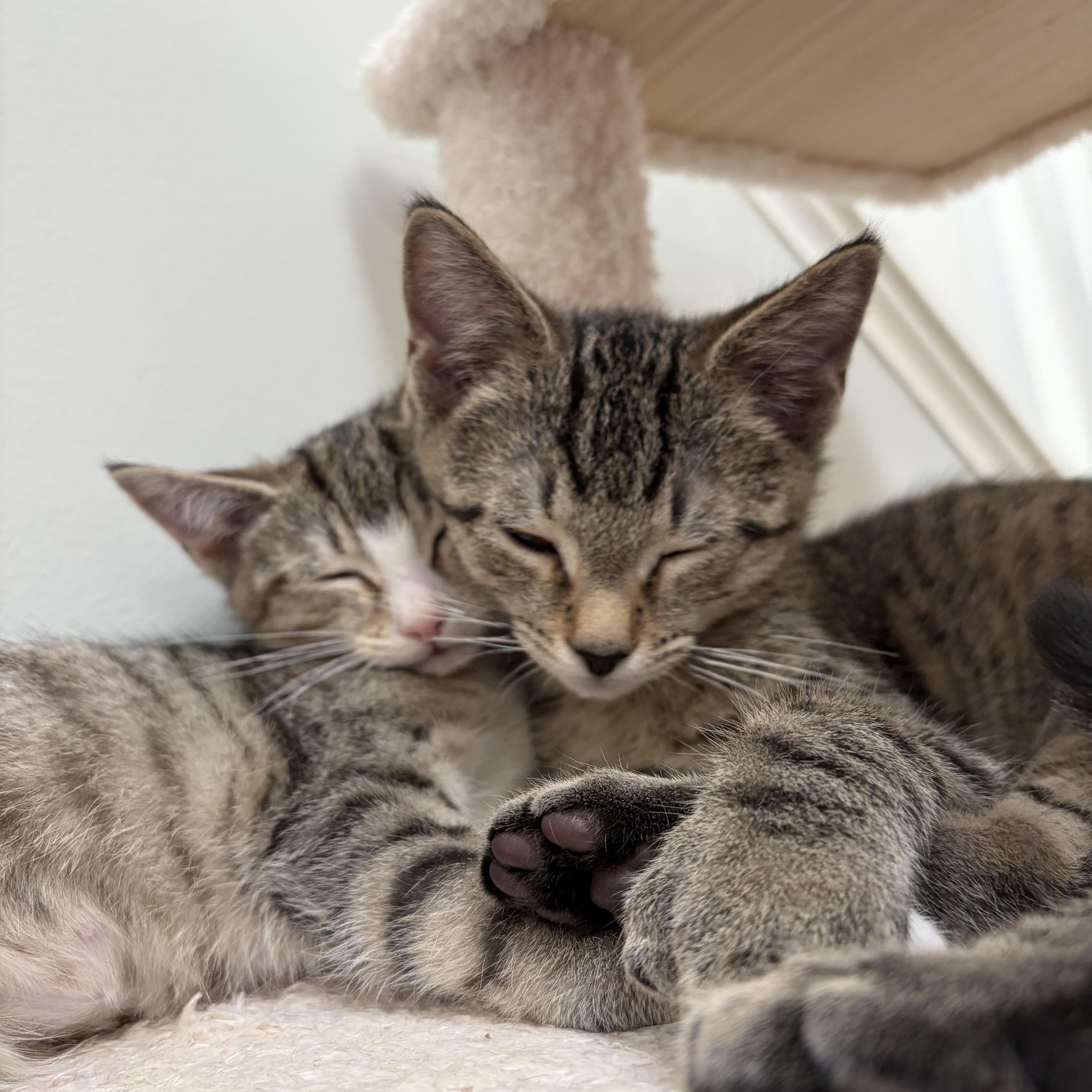 Enlarge Sparkler & Rocket-Polydactyl-Extra Toes. Extra Cuddles.Extra Love, a Adoptable Extra-Toes Cat / Hemingway Polydactyl in Laurel, MD image 1/6