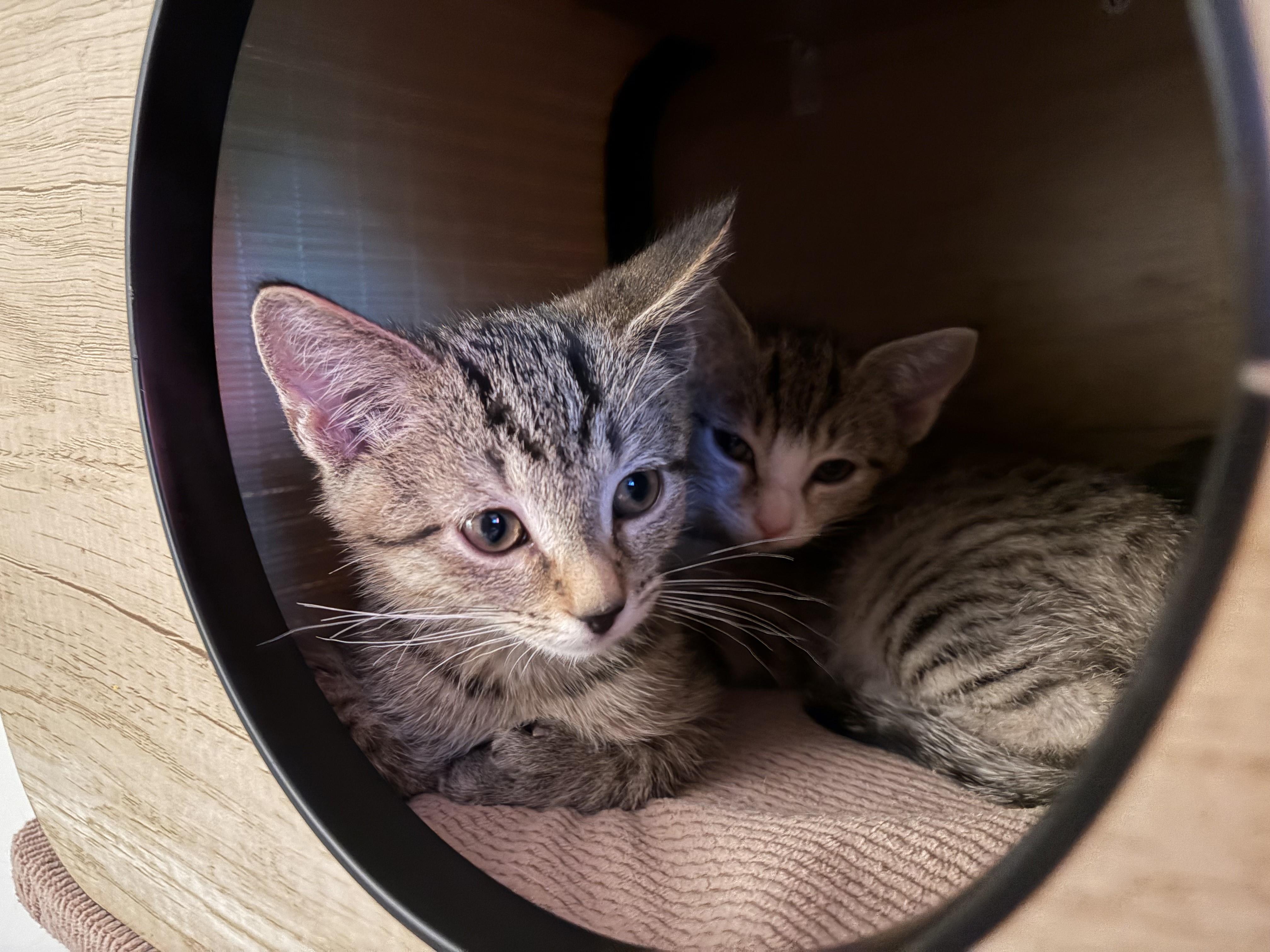 Enlarge Sparkler & Rocket-Extra Toes. Extra Cuddles. Extra Love, a Adoptable Tabby in Laurel, MD image 2/6