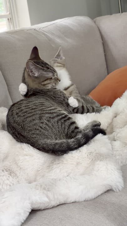 Enlarge Sparkler & Rocket-Polydactyl-Extra Toes. Extra Cuddles.Extra Love, a Adoptable Extra-Toes Cat / Hemingway Polydactyl in Laurel, MD video 6/6