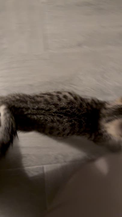 Enlarge Sparkler & Rocket-Extra Toes. Extra Cuddles. Extra Love, a Adoptable Tabby in Laurel, MD video 5/6