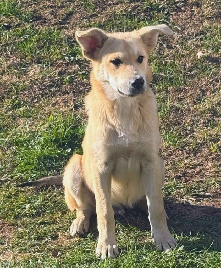 Enlarge Chance, a Adoptable mixed breed in Archbold , OH image 1/1