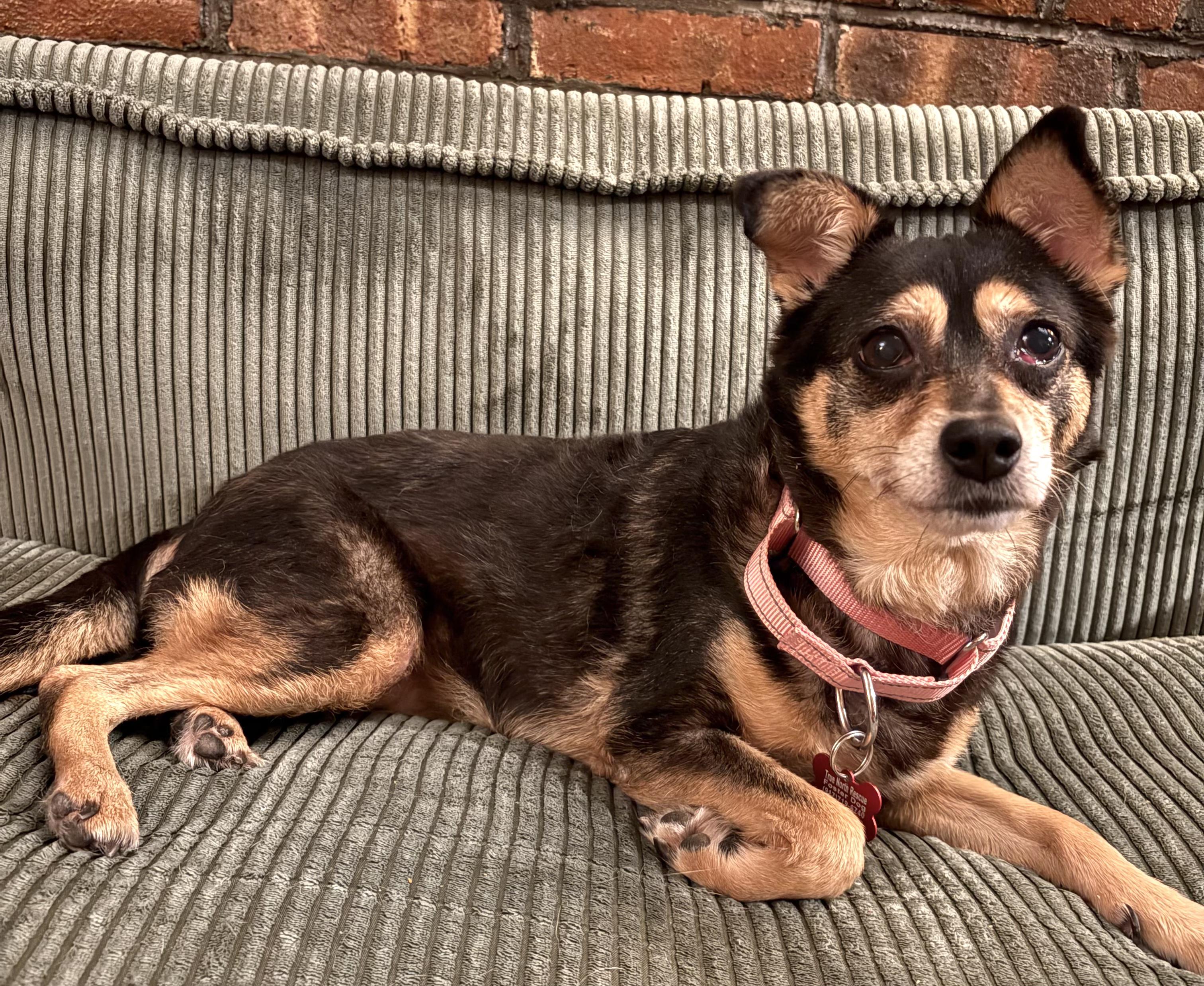 Penelope, a ADOPTABLE mixed breed in Brooklyn, NY image 5/6