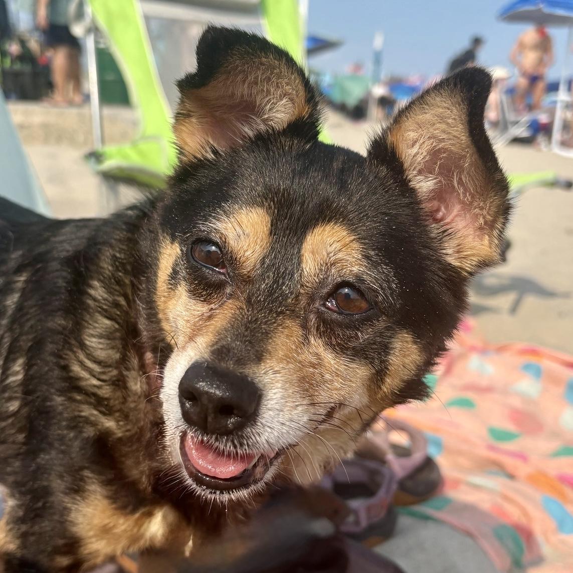 Penelope, a ADOPTABLE mixed breed in Brooklyn, NY image 2/6