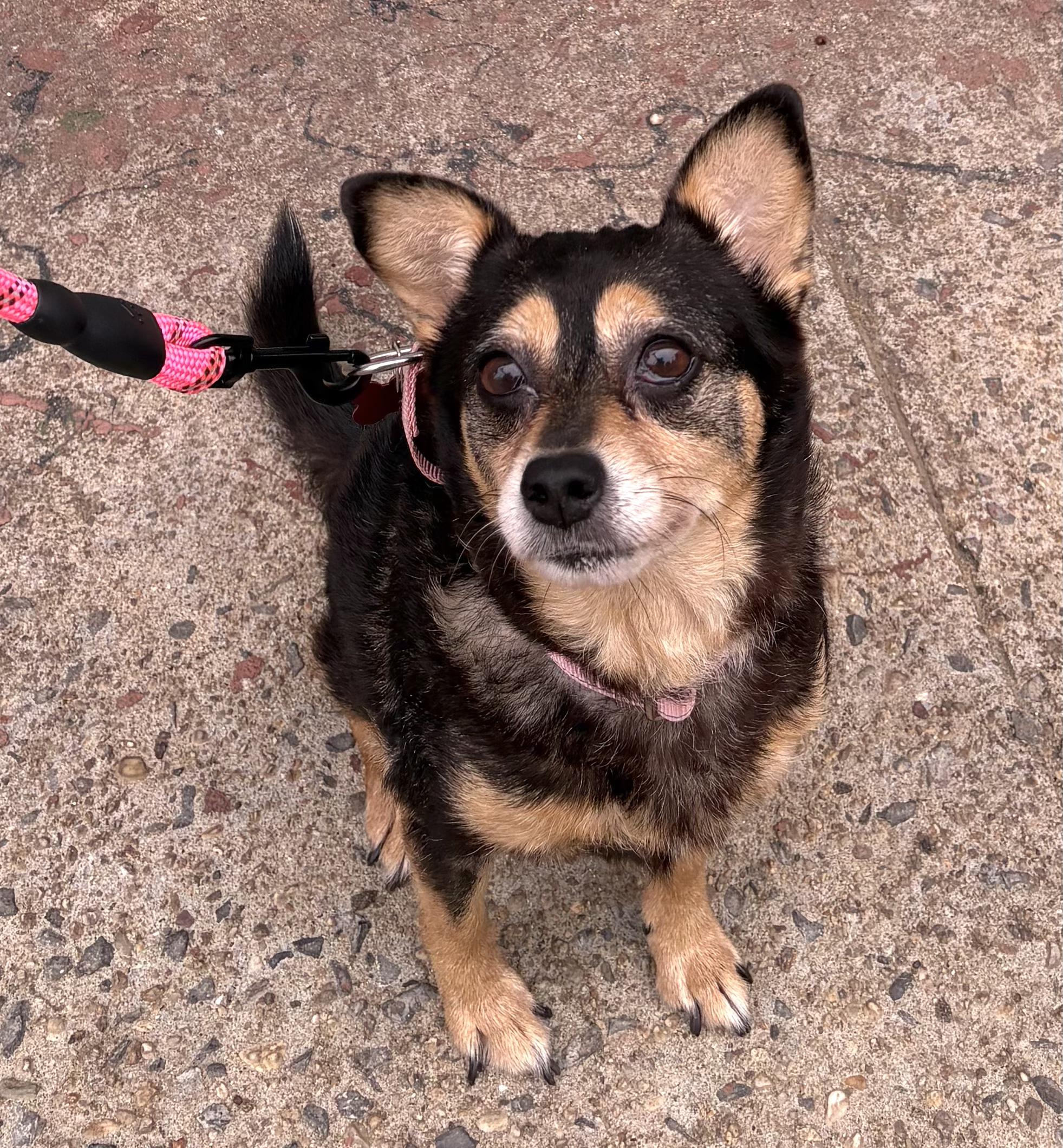 Penelope, ADOPTABLE, Senior Female Pomeranian & Chihuahua.