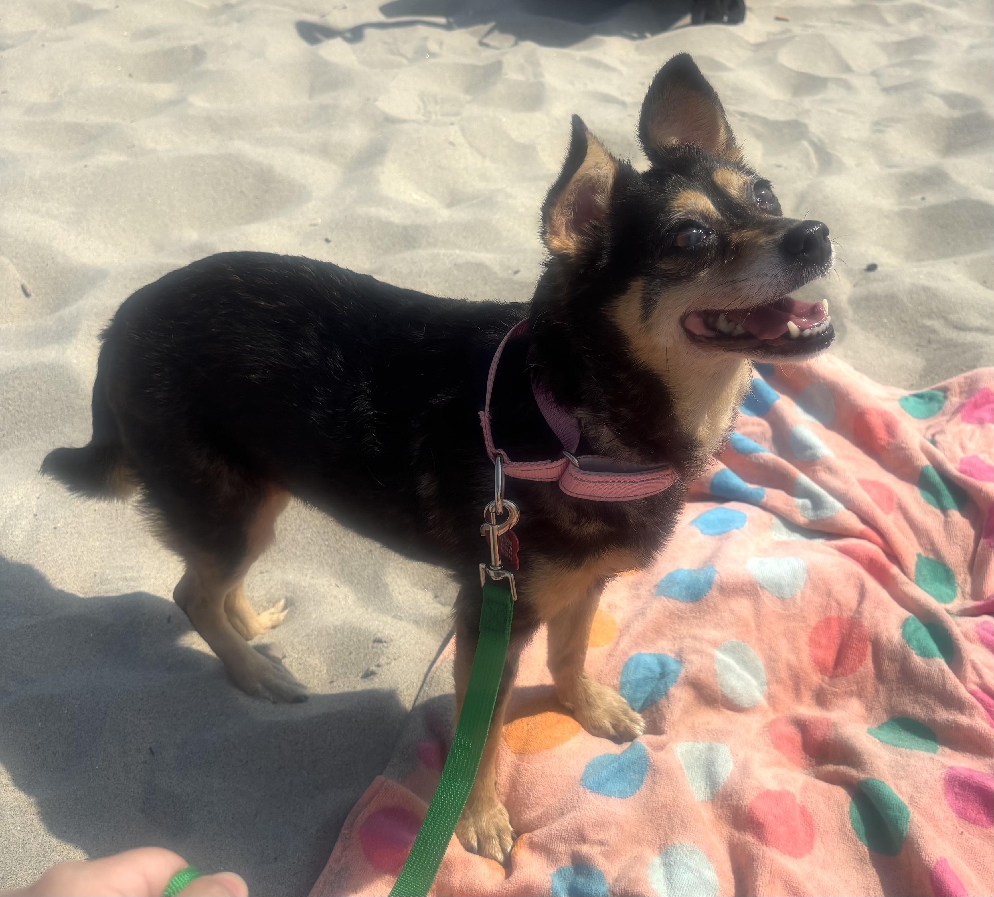 Penelope, a ADOPTABLE mixed breed in Brooklyn, NY image 4/6