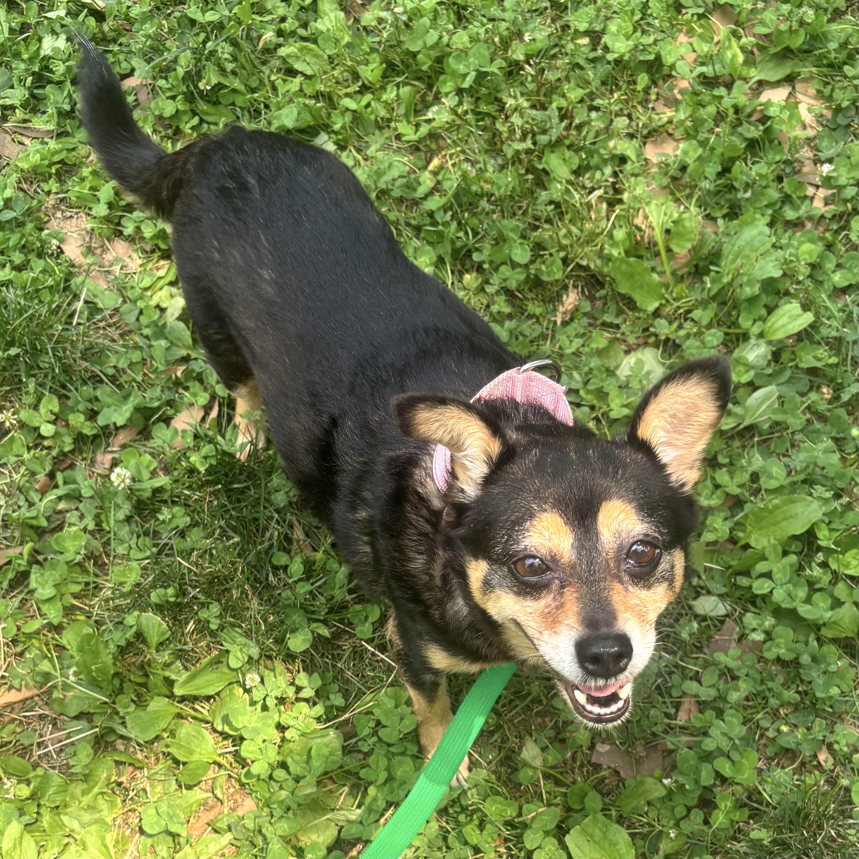 Penelope, a ADOPTABLE mixed breed in Brooklyn, NY image 3/6
