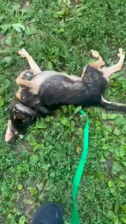 Enlarge Penelope, a ADOPTABLE mixed breed in Brooklyn, NY video 6/6
