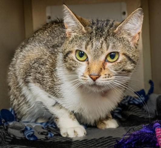 Enlarge SHELLEY, a Adoptable Domestic Short Hair in Cookeville, TN image 1/1