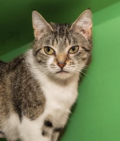 SHELLEY, Adoptable, Adult Female Domestic Short Hair.