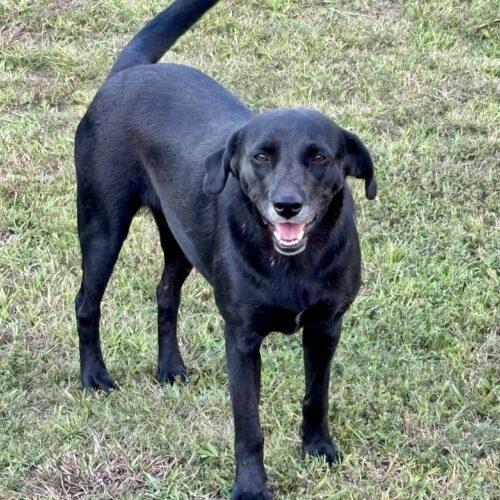 Nori, Adoptable, Adult Female Labrador Retriever & Mixed Breed.