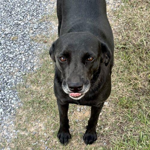 Enlarge Nori, a Adoptable mixed breed in Bellmawr, NJ image 2/4