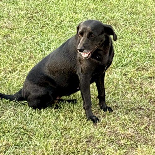 Enlarge Nori, a Adoptable mixed breed in Bellmawr, NJ image 3/4