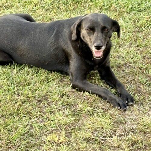 Enlarge Nori, a Adoptable mixed breed in Bellmawr, NJ image 4/4