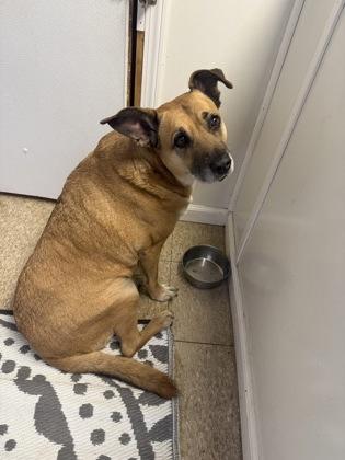 Bella, Adoptable, Senior Female Shepherd & Mixed Breed.