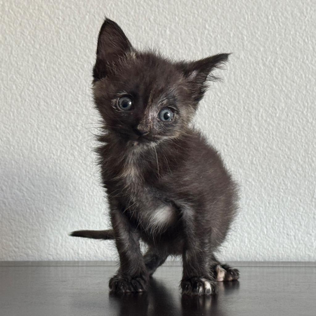 Enlarge Circe, a Adoptable mixed breed in Coachella, CA image 1/3