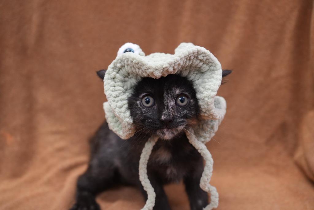 Enlarge Circe, a Adoptable mixed breed in Coachella, CA image 2/3