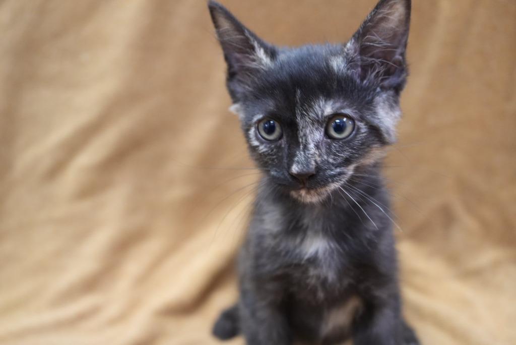 Enlarge Circe, a Adoptable mixed breed in Coachella, CA image 3/3