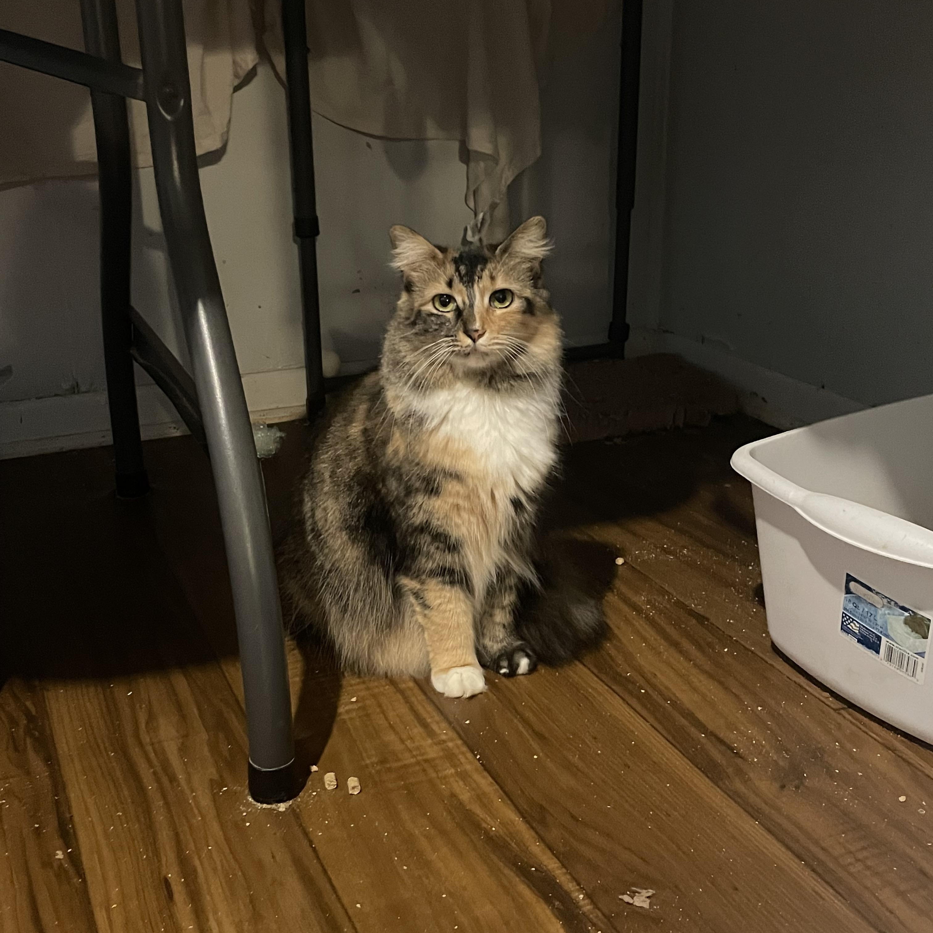 Enlarge Phoebe, a Adoptable Domestic Medium Hair in Port Wentworth, GA image 2/2