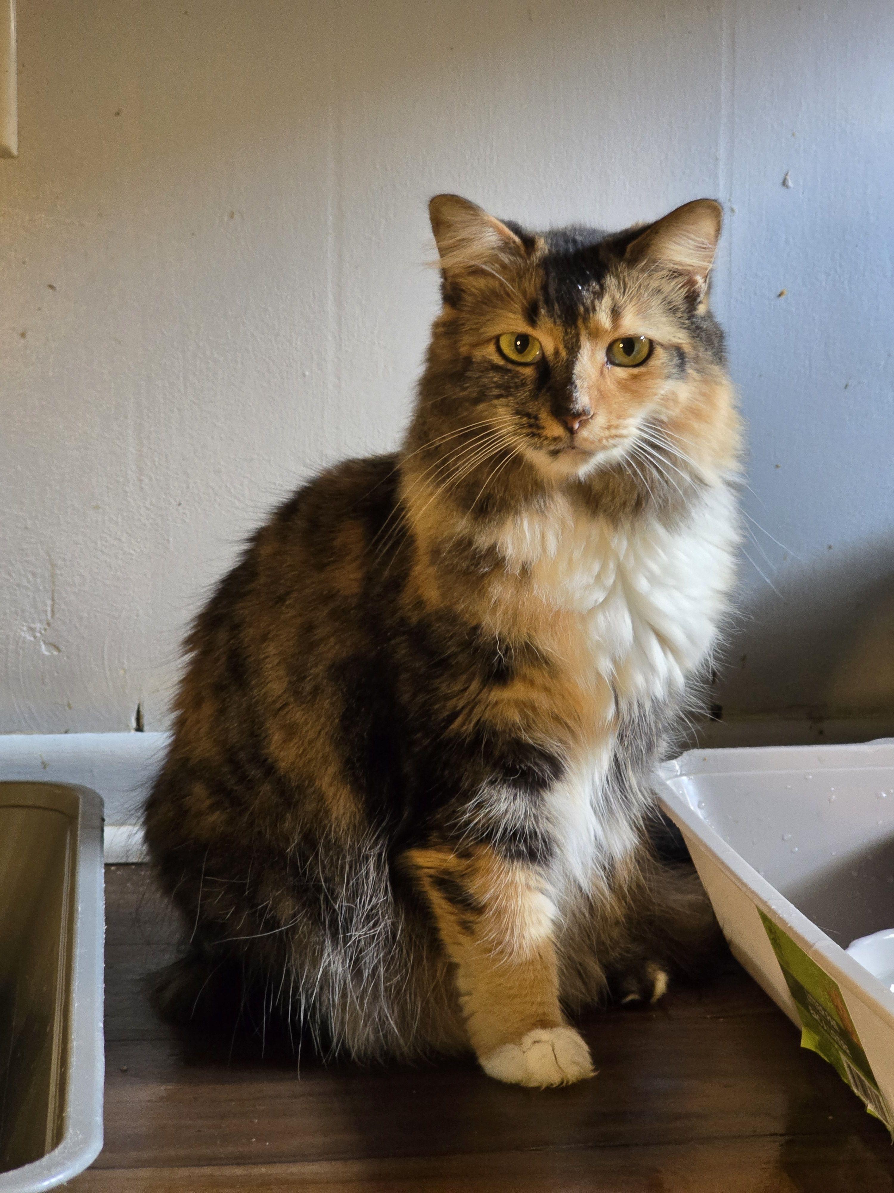 Enlarge Phoebe, a Adoptable Domestic Medium Hair in Port Wentworth, GA image 1/2